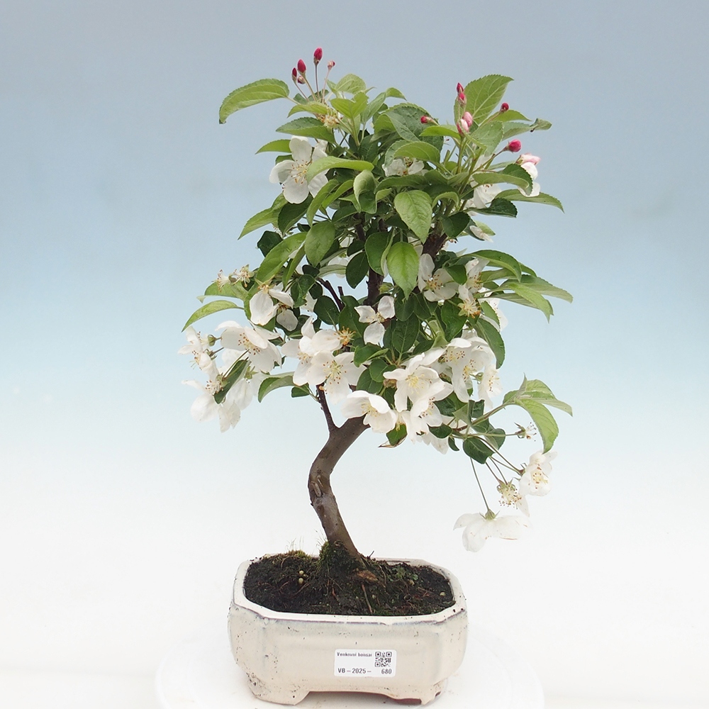 Bonsai plenerowe - Malus Halliana - Jabłoń drobnoowocowa