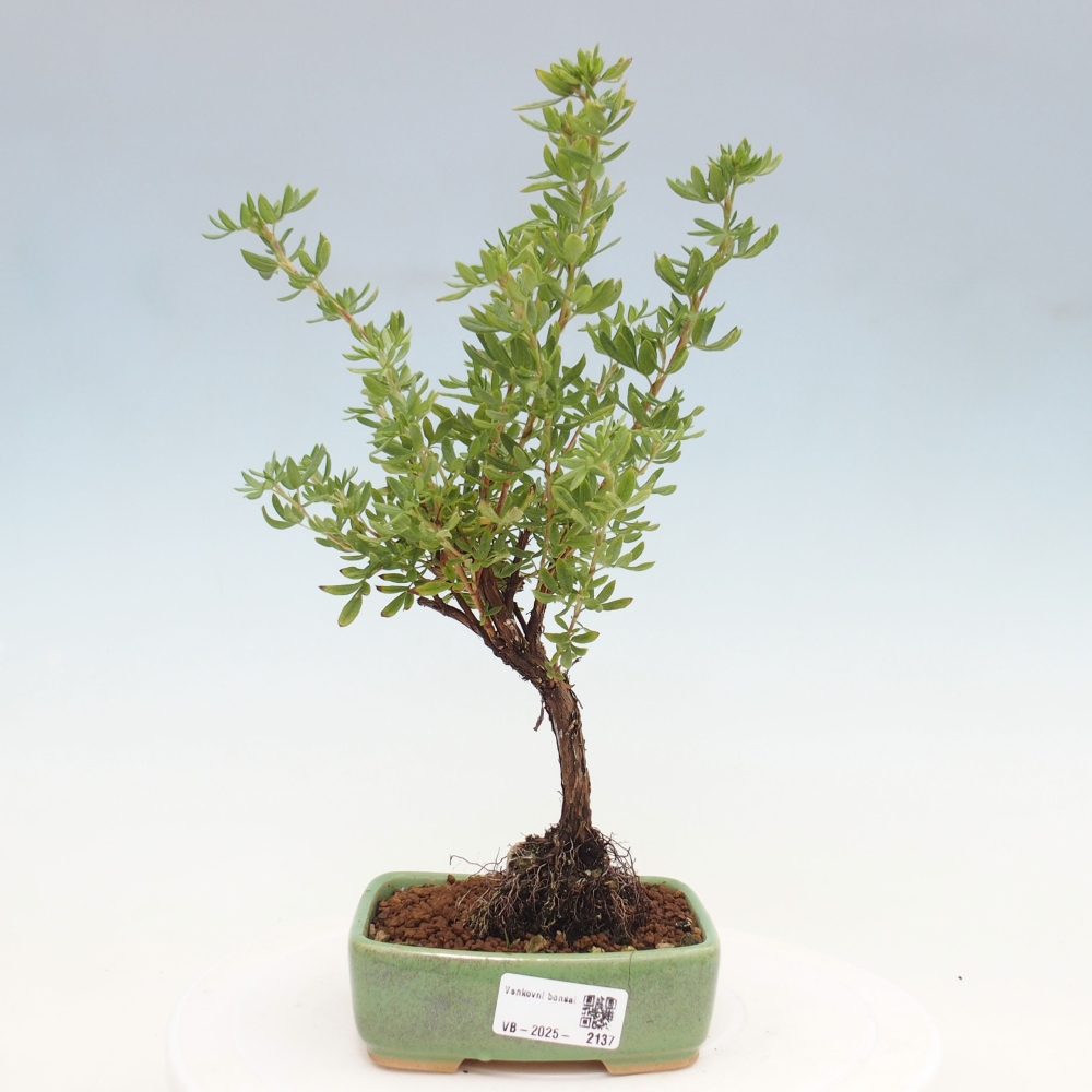 Outdoor bonsai-Pięciolistnik - Potentila fruticosa żółty Ptak