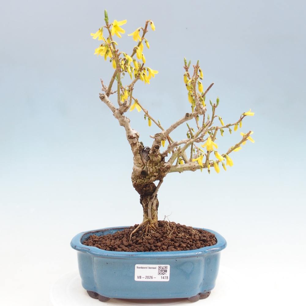 Bonsai plenerowe - Forsythia - Forsythia koreana
