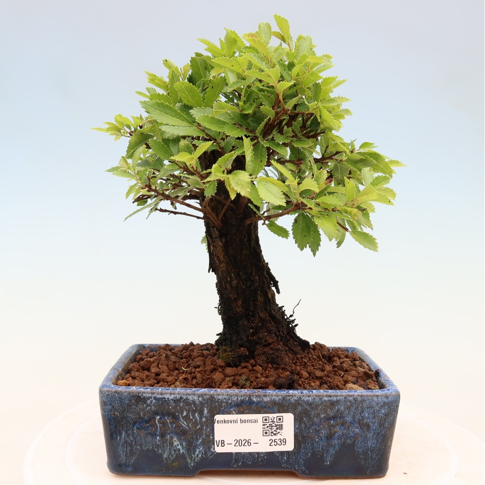 Bonsai zewnętrzne - Zelkova - Zelkova NIRE