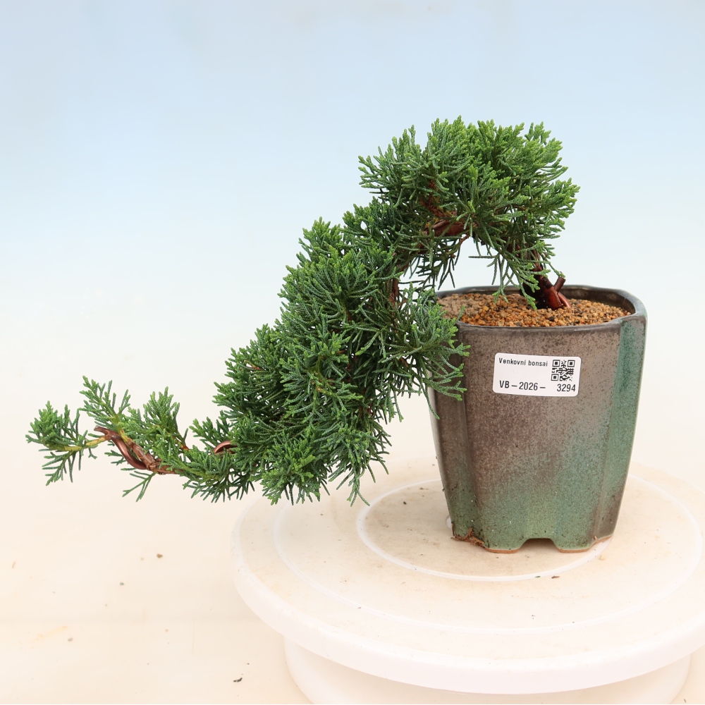 Outdoor bonsai - Juniperus chinensis Kishu