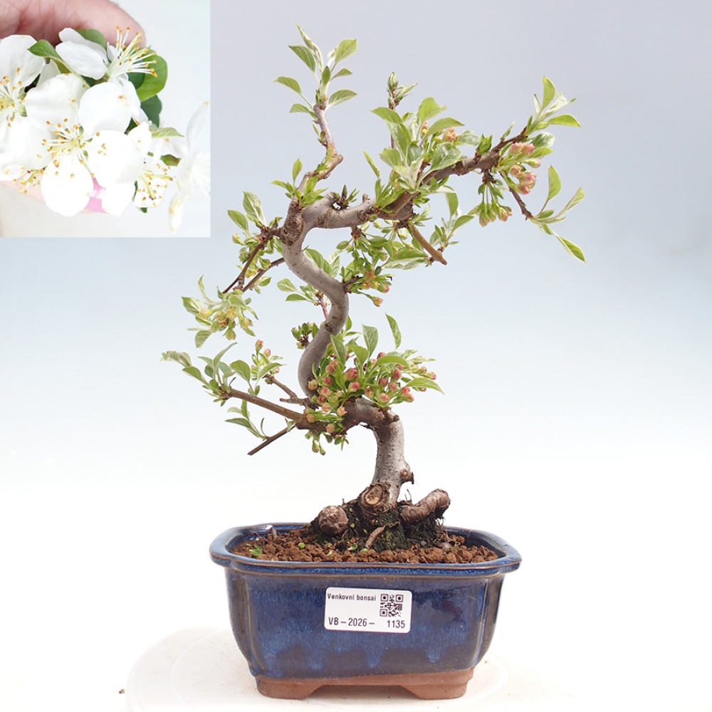 Outdoor bonsai - Malus sargentii - Jabłoń drobnoowocowa