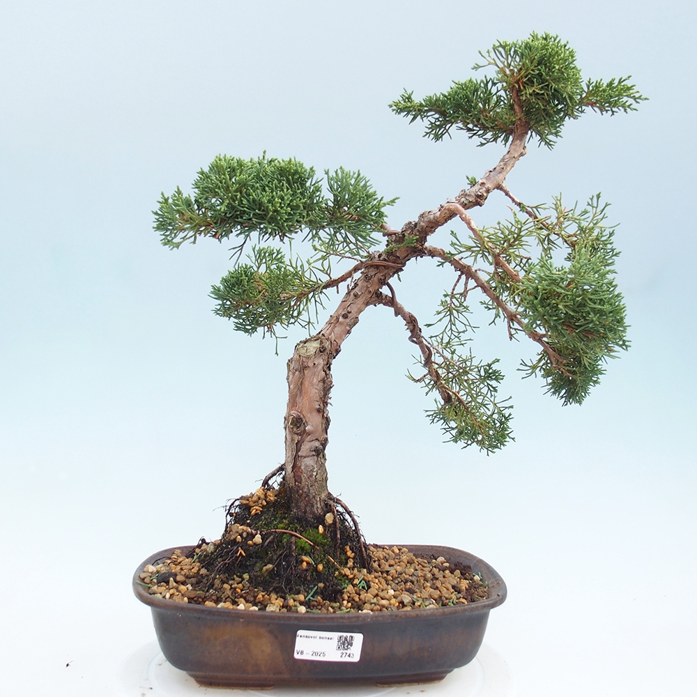 Outdoor bonsai - Juniperus chinensis Kishu - chiński jałowiec