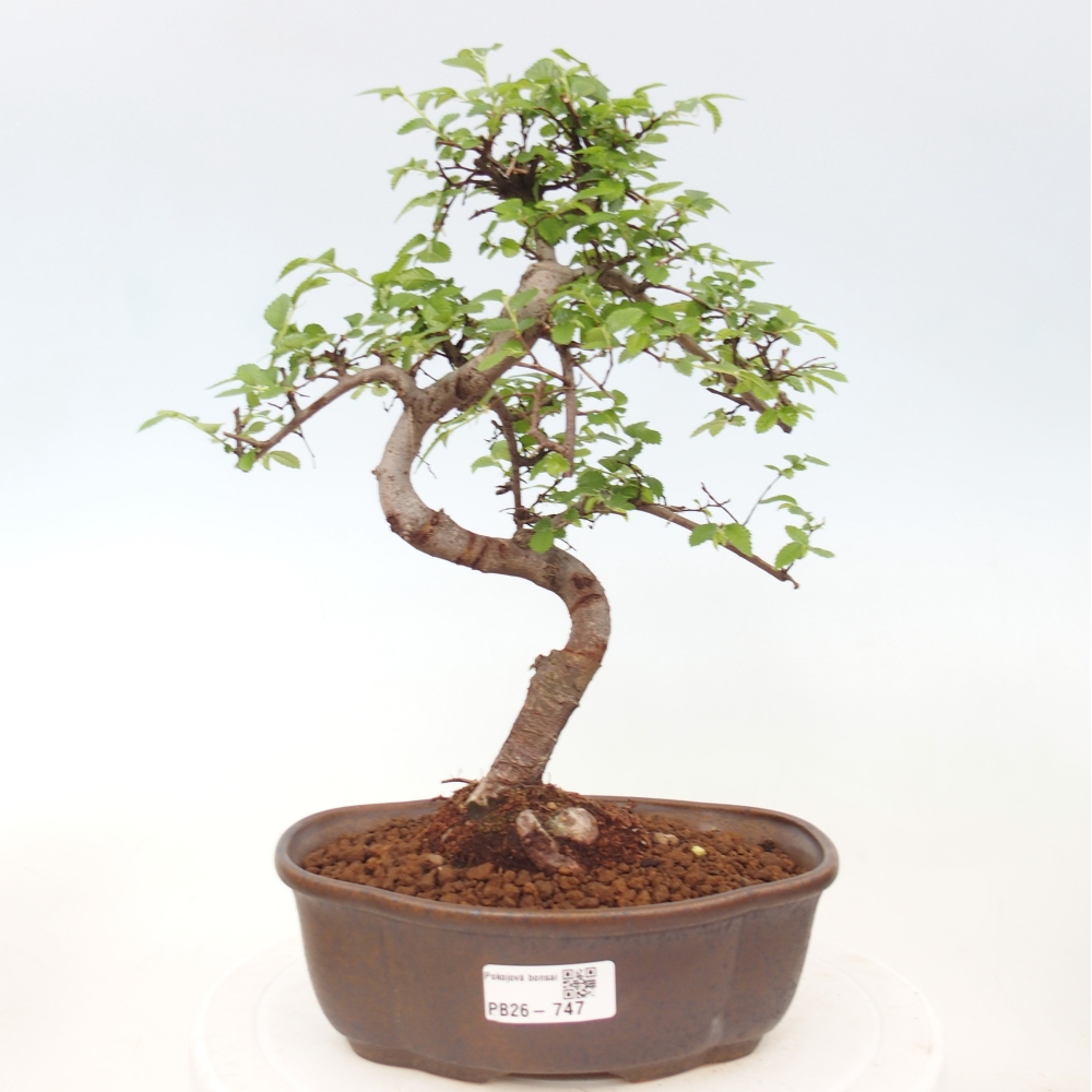 Pokój bonsai - Ulmus parvifolia - Wiąz drobnolistny