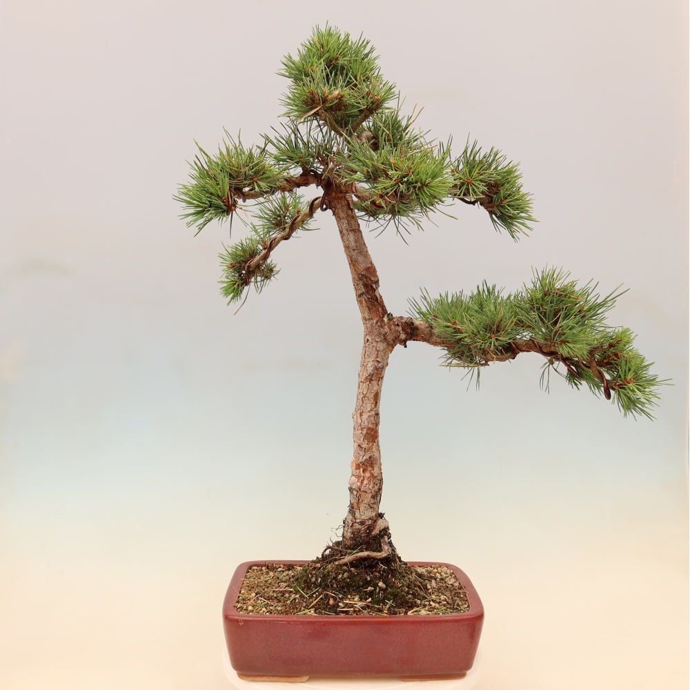 Bonsai ogrodowe – Pinus Sylvestris Watererri – sosna leśna