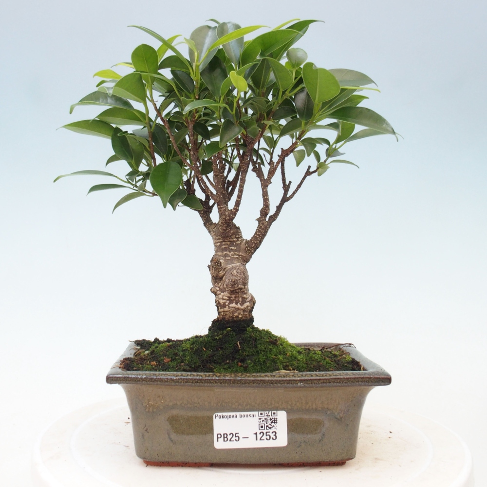 Bonsai wewnętrzne - Ficus retusa - figowiec drobnolistny