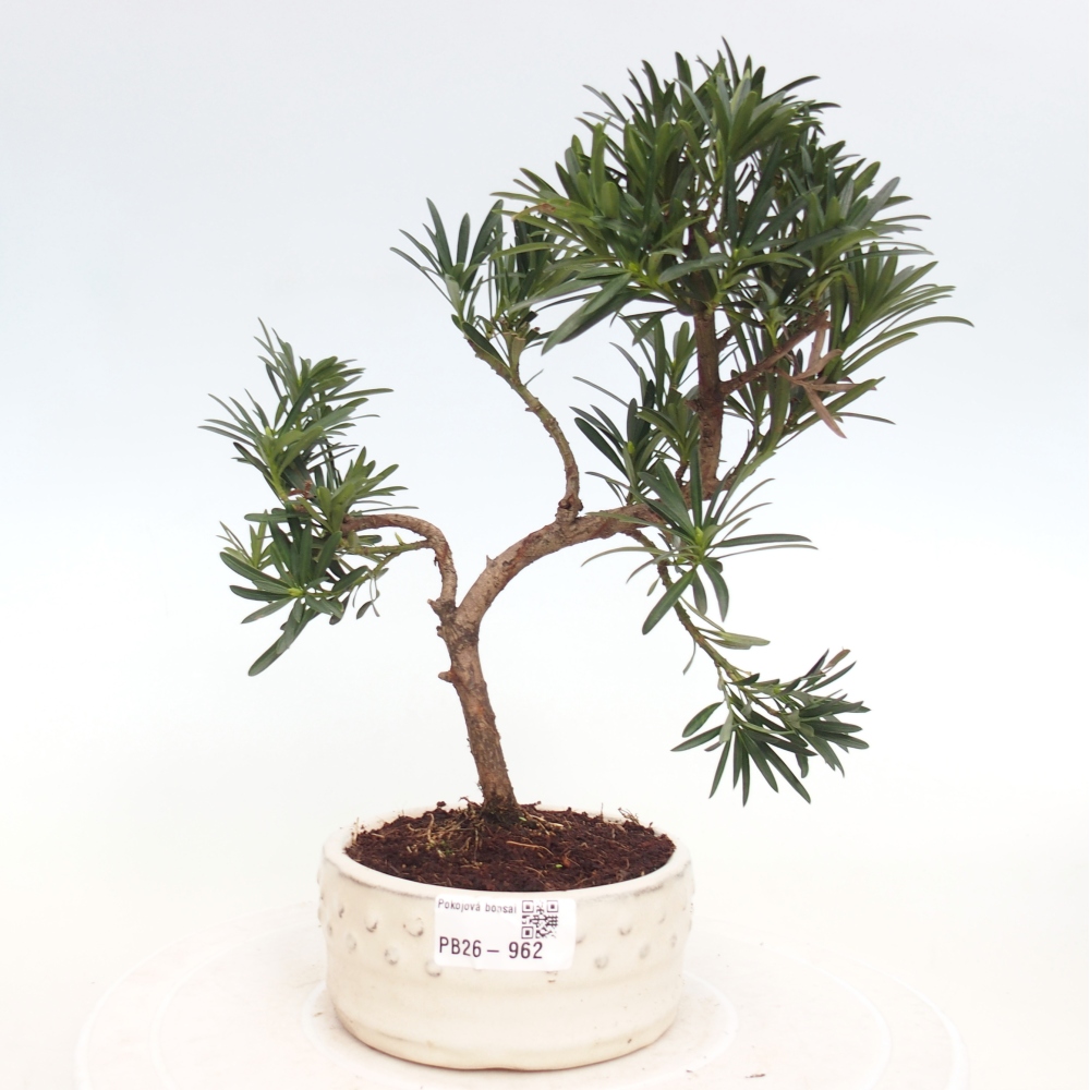 Pokój bonsai - Podocarpus - Kamienny cis