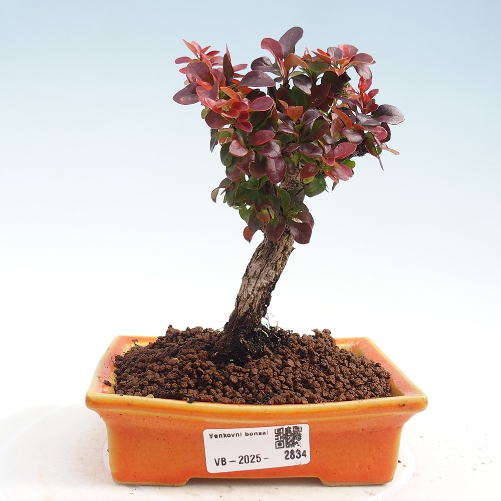 Bonsai zewnętrzne - Berberis Thunbergii Bagatelle
