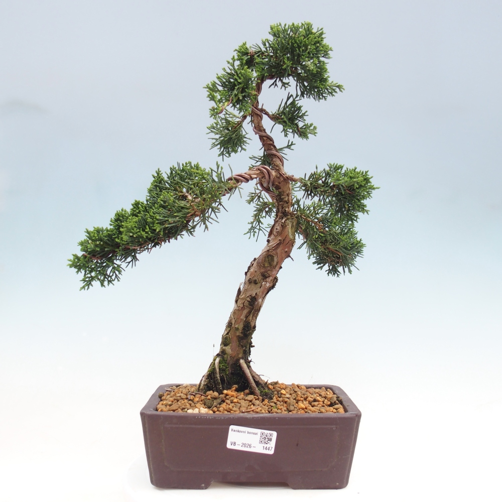 Outdoor bonsai - Juniperus chinensis Kishu