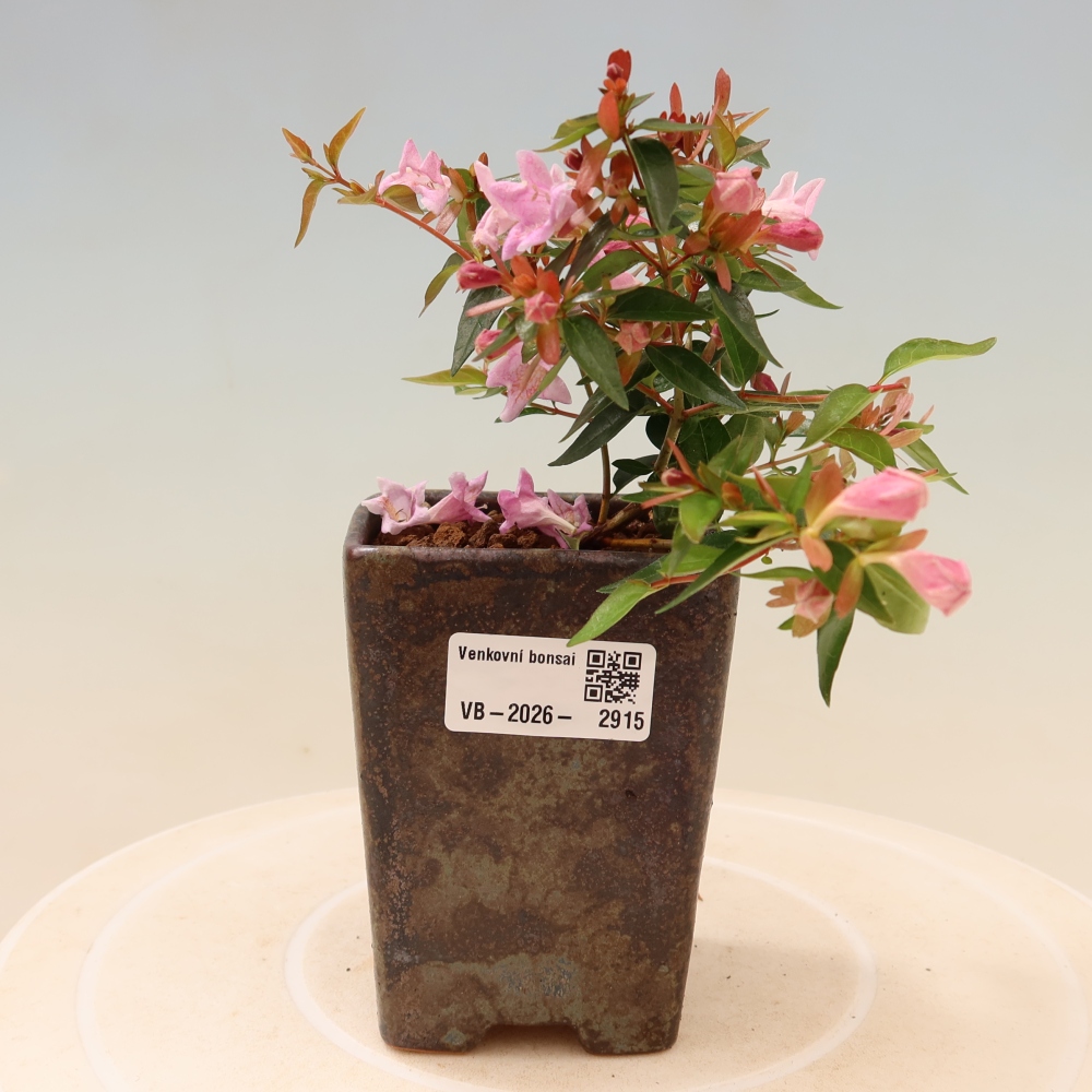 Bonsai ogrodowe – Abelia Edward Goucher – Abelia wielkokwiatowa
