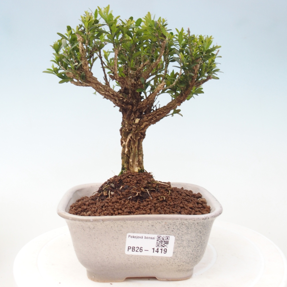 Pokój bonsai - Buxus harlandii - buxus korkowy