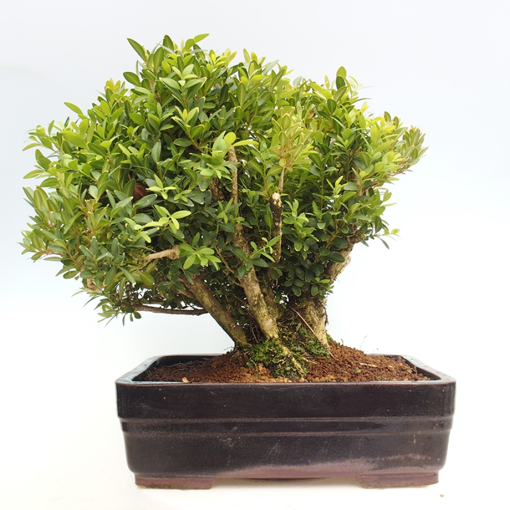 Bonsai ogrodowe - Buxus sempervirens - bukszpan