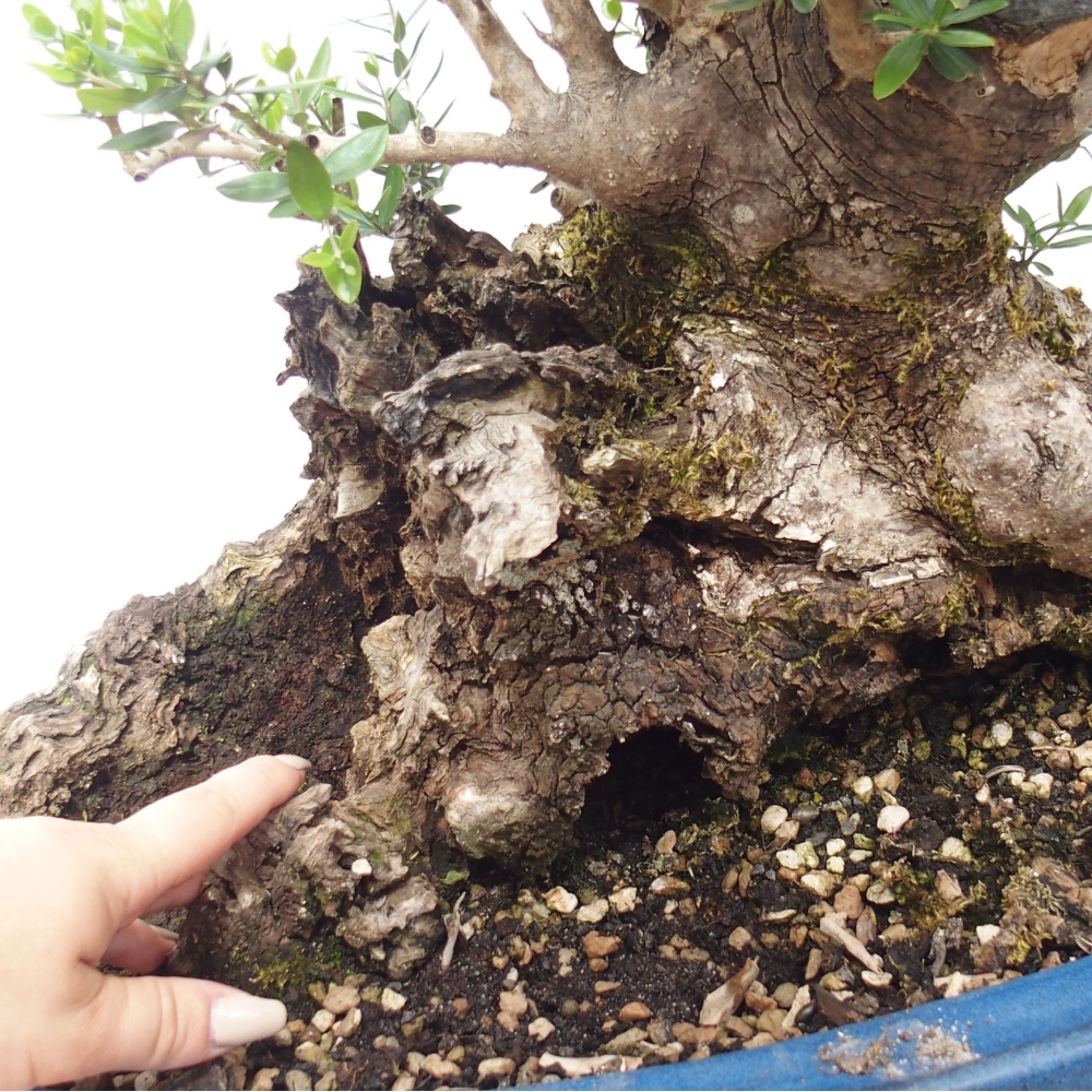 Kryte bonsai - Olea europaea sylvestris - Europejska oliwa z małych liści