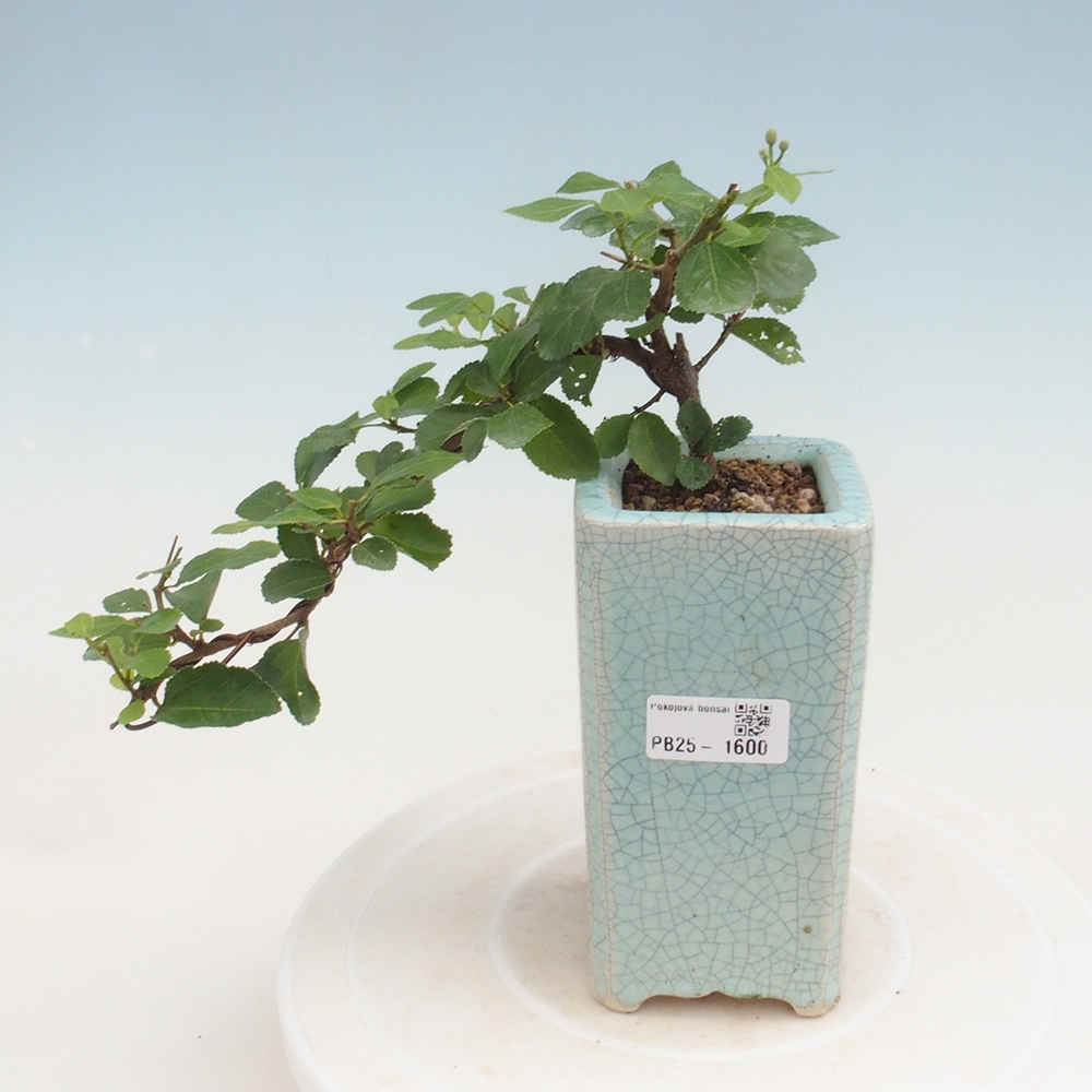Kryty bonsai - Grewia occidentalis - Lawendowa gwiazda