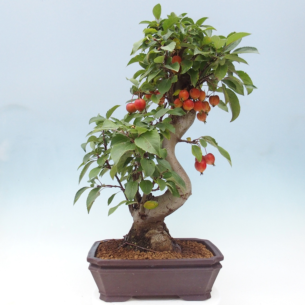Bonsai plenerowe - Malus Halliana - Jabłoń drobnoowocowa