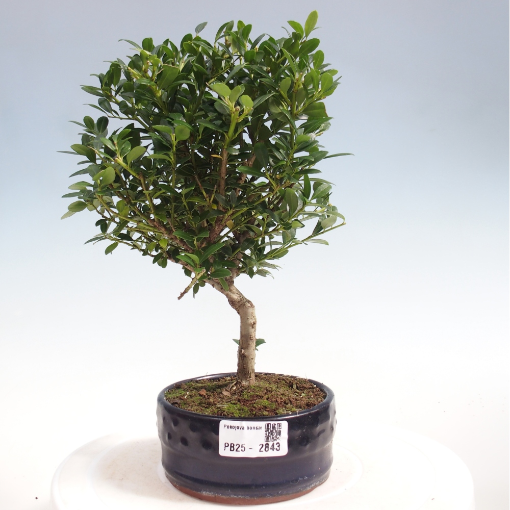 Kryty bonsai - Ilex crenata - Holly