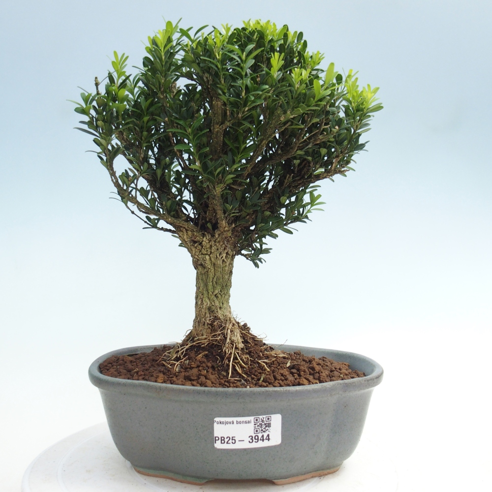 Pokój bonsai - Buxus harlandii - buxus korkowy