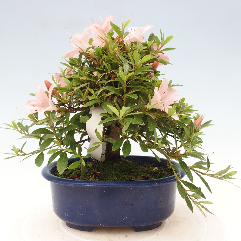 Bonsai ogrodowe - azalia japońska - Azalea Nikko