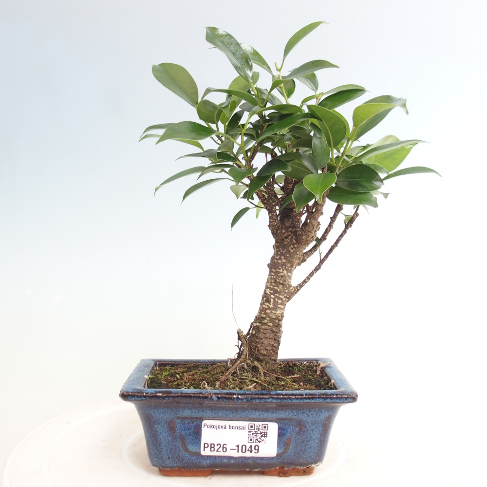 Pokój bonsai Ficus retusa kimmen