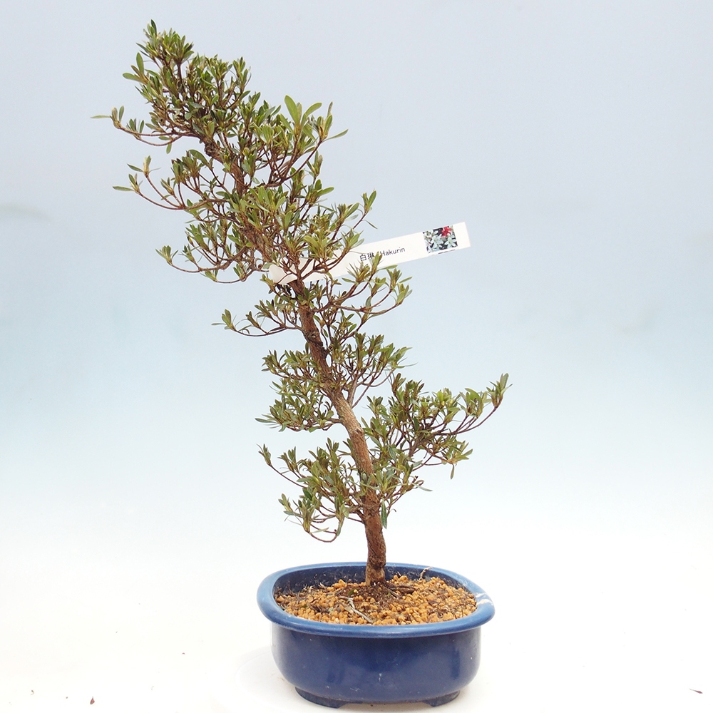 Bonsai zewnętrzne - Azalia japońska - Azalia Hakurin