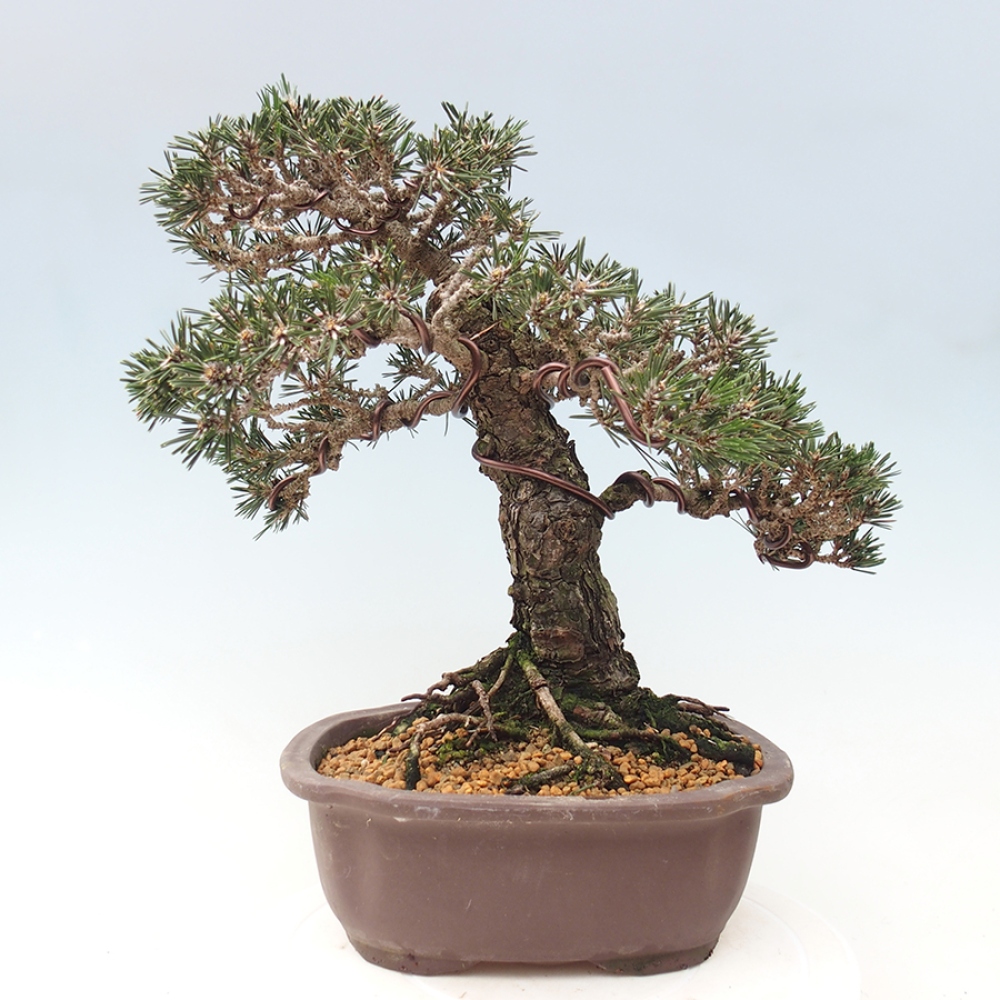 Outdoor bonsai - Pinus thunbergii Kotobuki - Sosna Thunberga