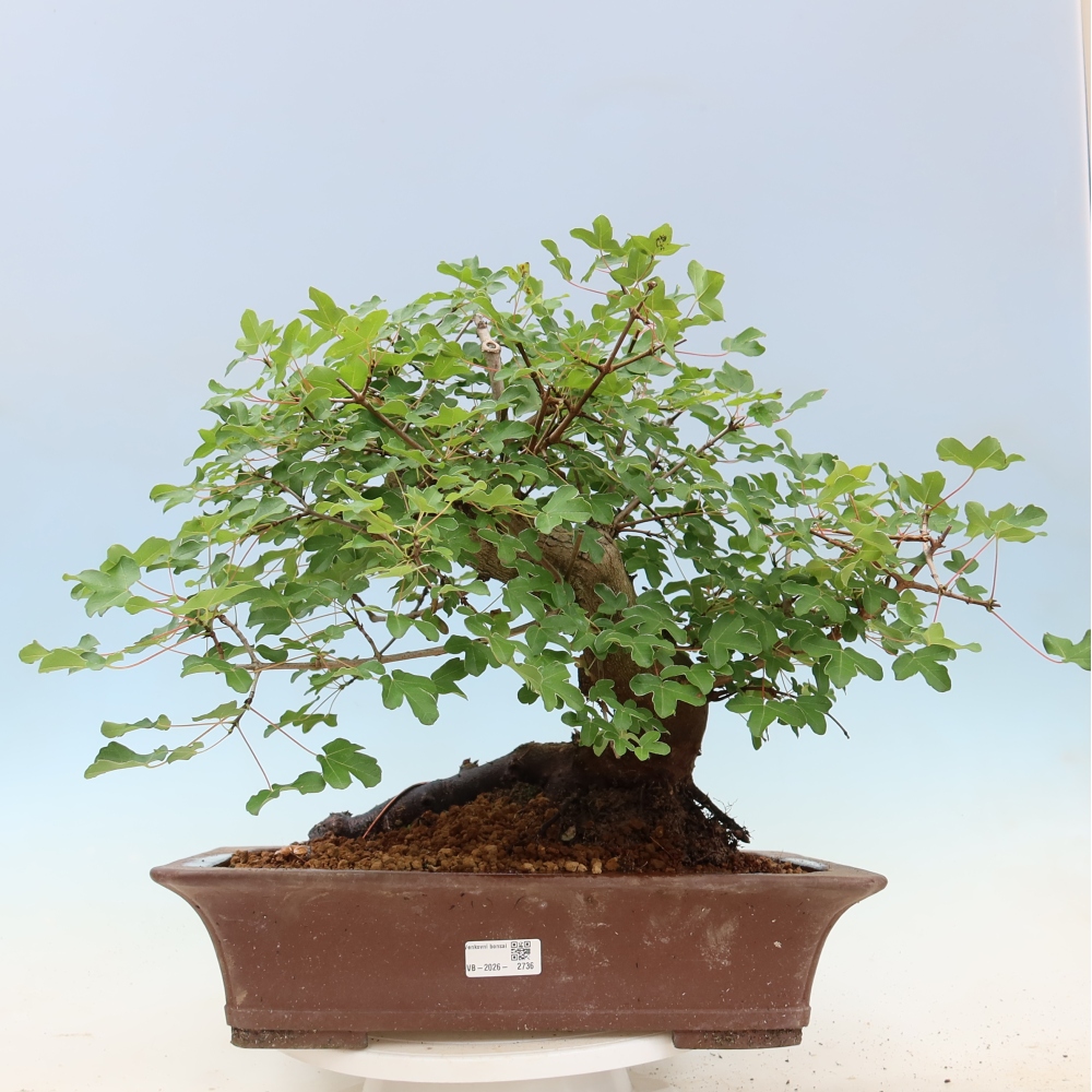 Bonsai ogrodowe – klon polny – Acer campestre