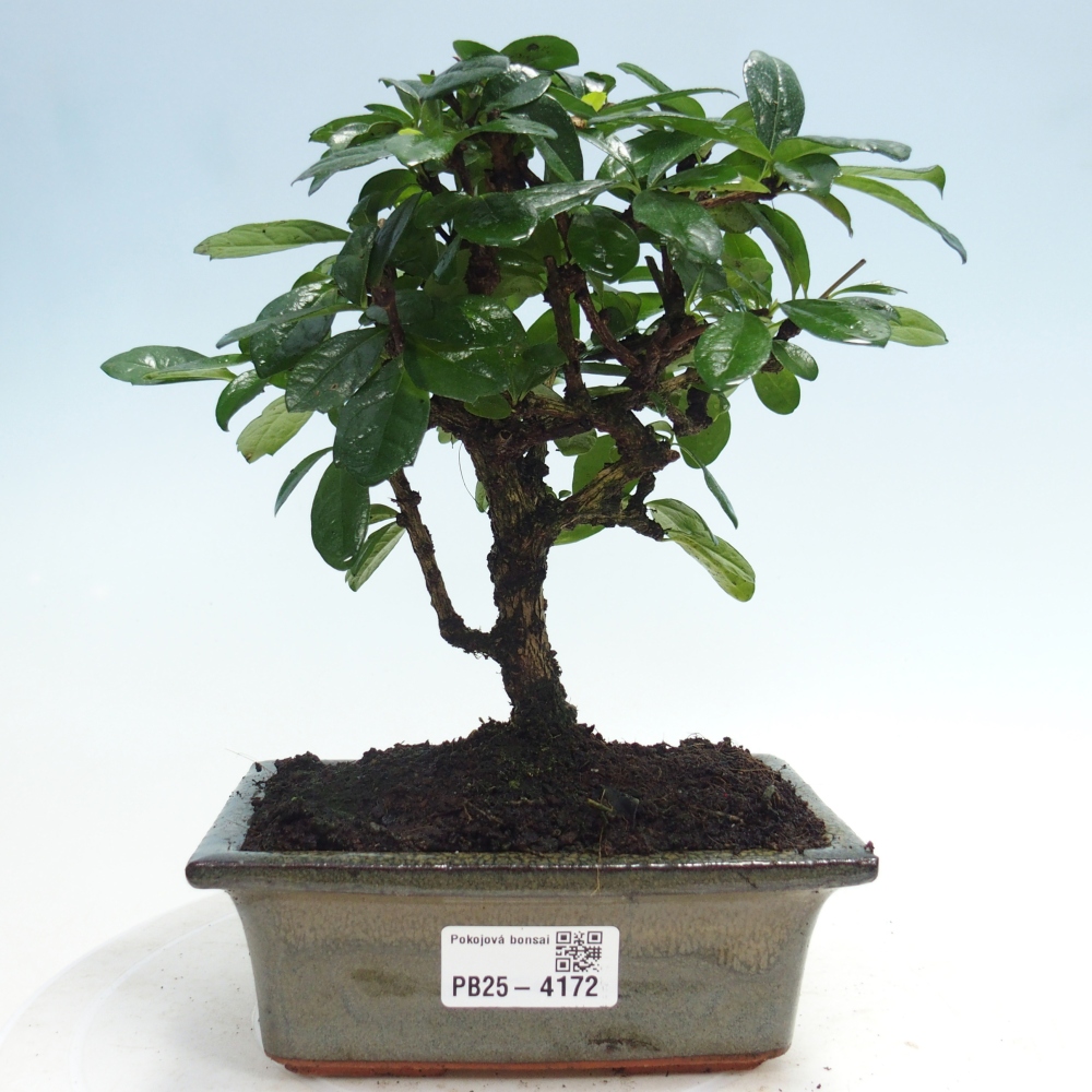 Bonsai pokojowe - Carmona macrophylla - Tea fuki