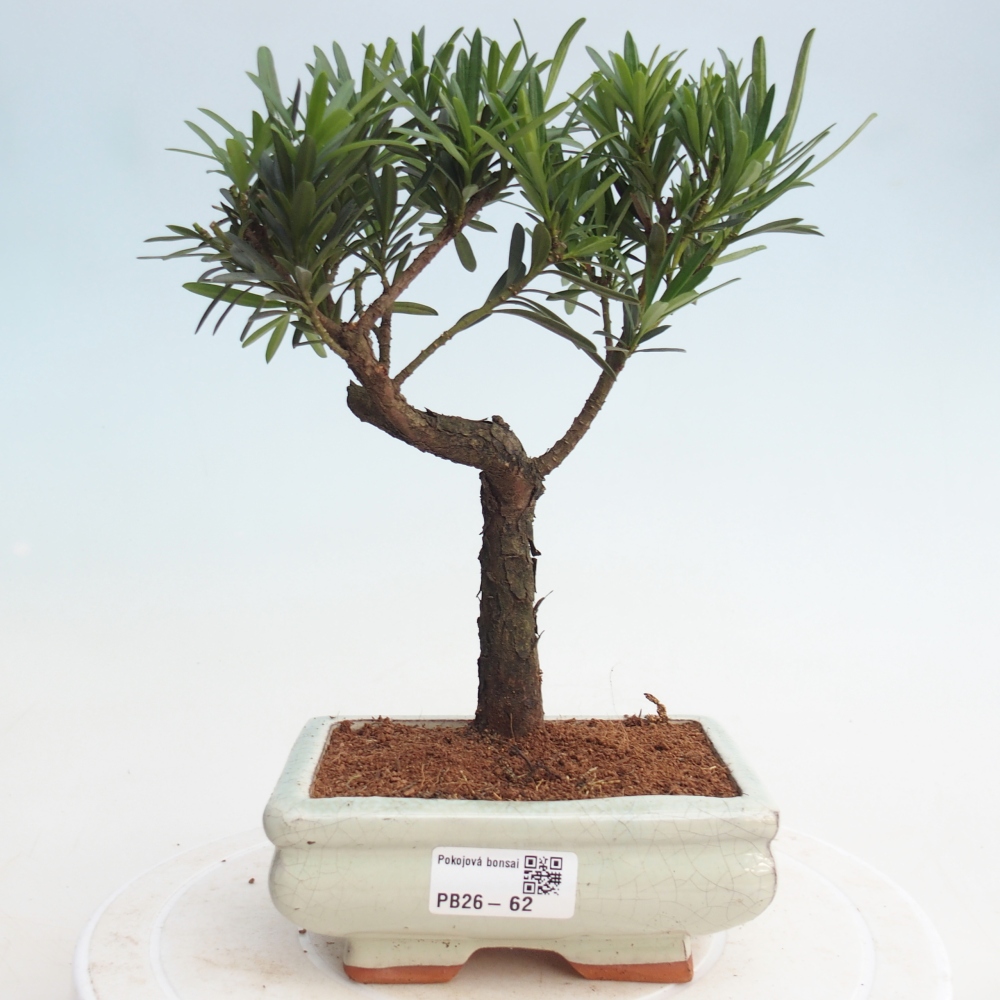 Kryty bonsai - Podocarpus - Kamień tys