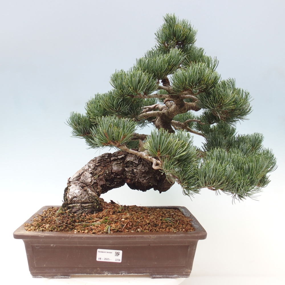 Outdoor bonsai - Pinus parviflora - Mała sosna