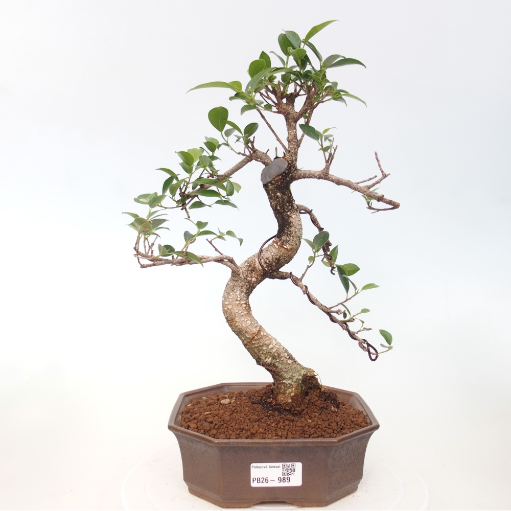 Pokój bonsai - Ficus retusa - figowiec drobnolistny