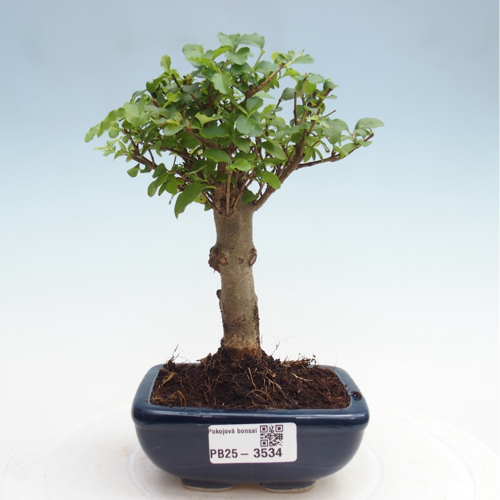 Pokój bonsai - Ligustrum chinensis - Dziób ptaka