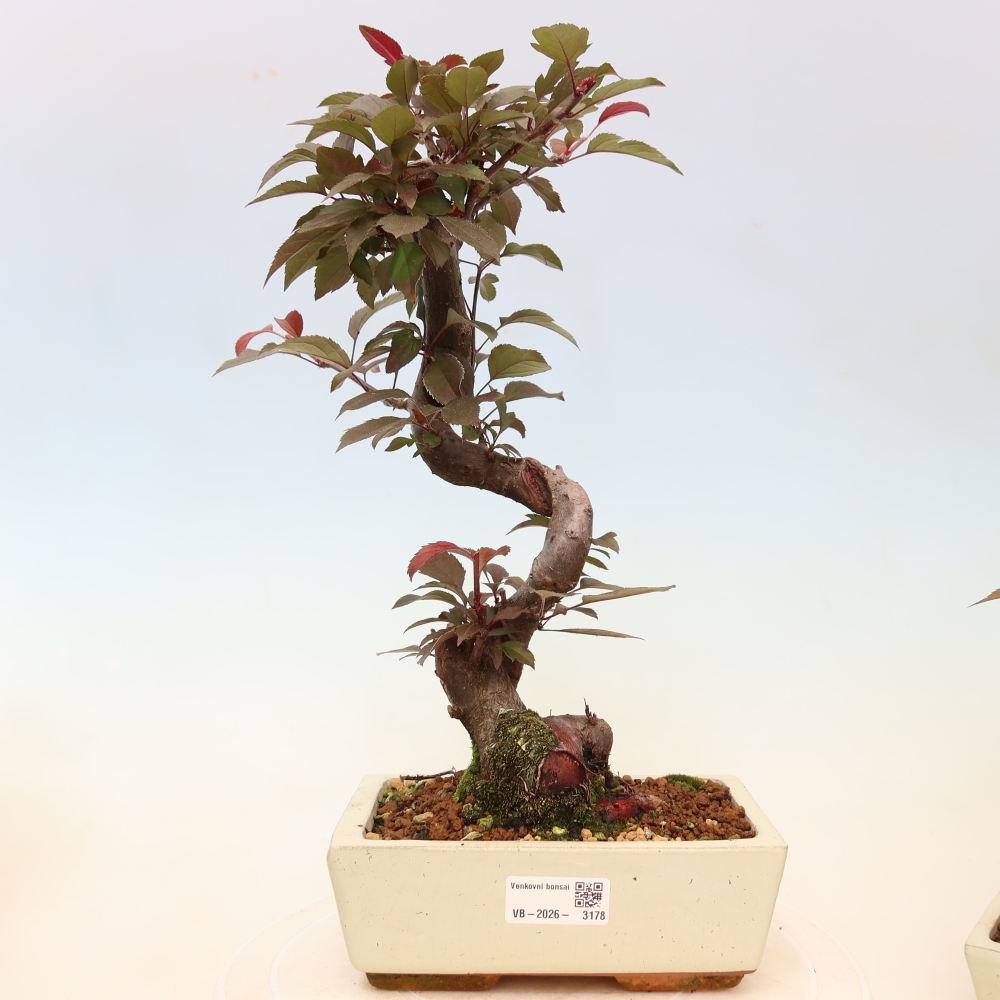 Outdoor bonsai - Malus domestica - Jabłoń czerwonolistna o małych owocach
