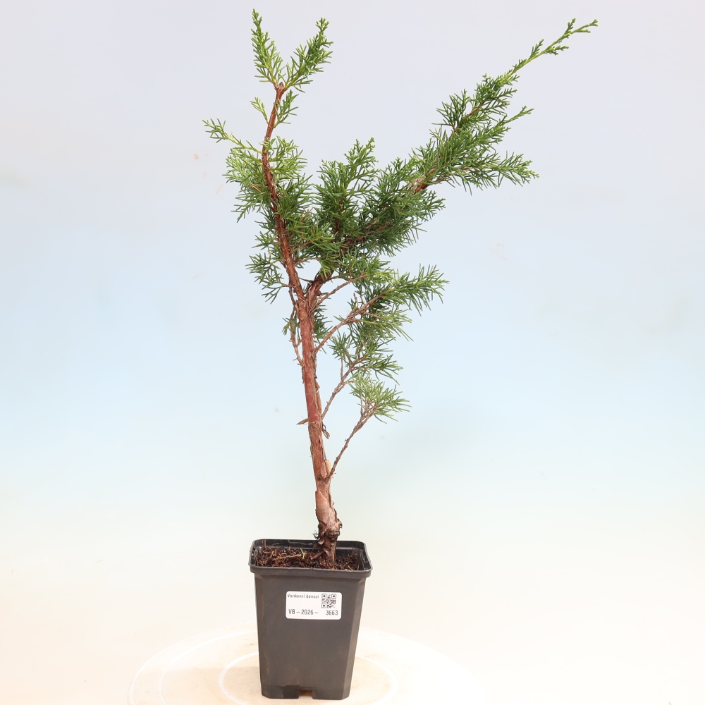 Outdoor bonsai - Juniperus chinensis Kishu