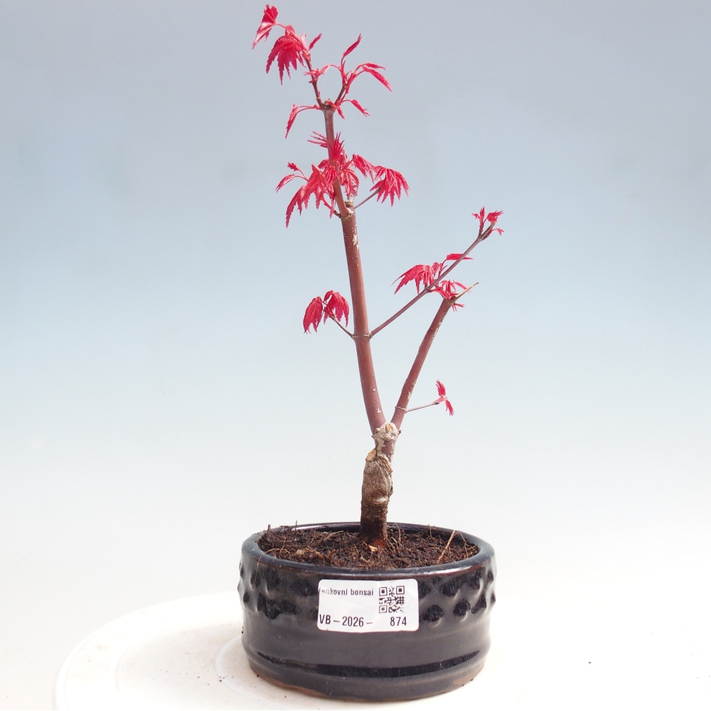 Outdoor bonsai - Acer palmatum DESHOJO