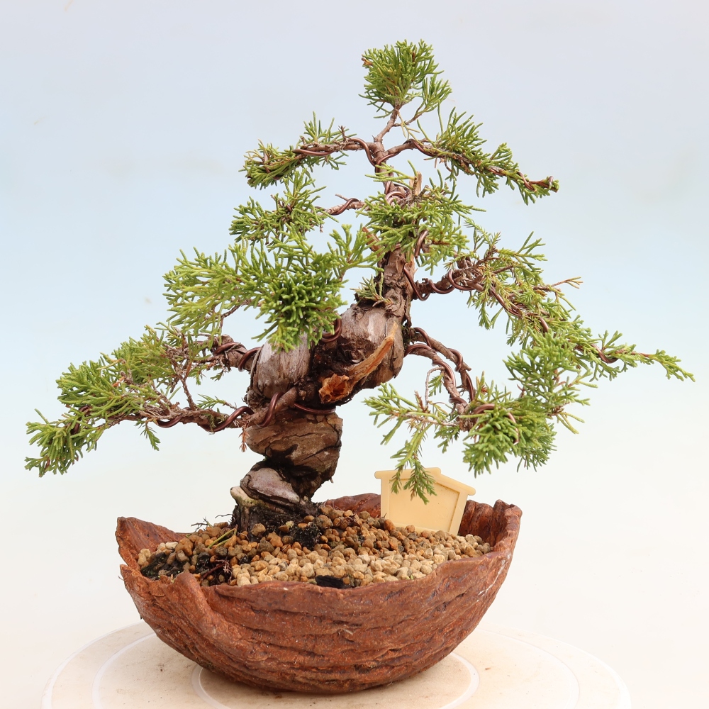 Bonsai ogrodowe – Juniperus chinensis Itoigawa – jałowiec chiński