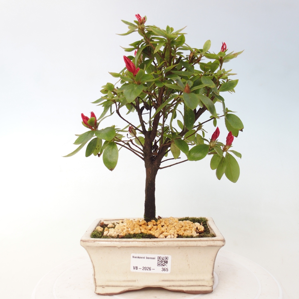 Outdoor bonsai - Azalia japońska - Azalea sp.