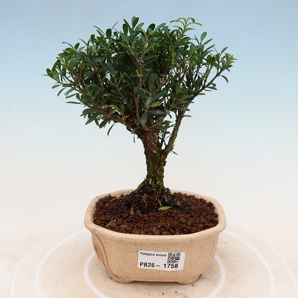 Pokój bonsai - Buxus harlandii - buxus korkowy