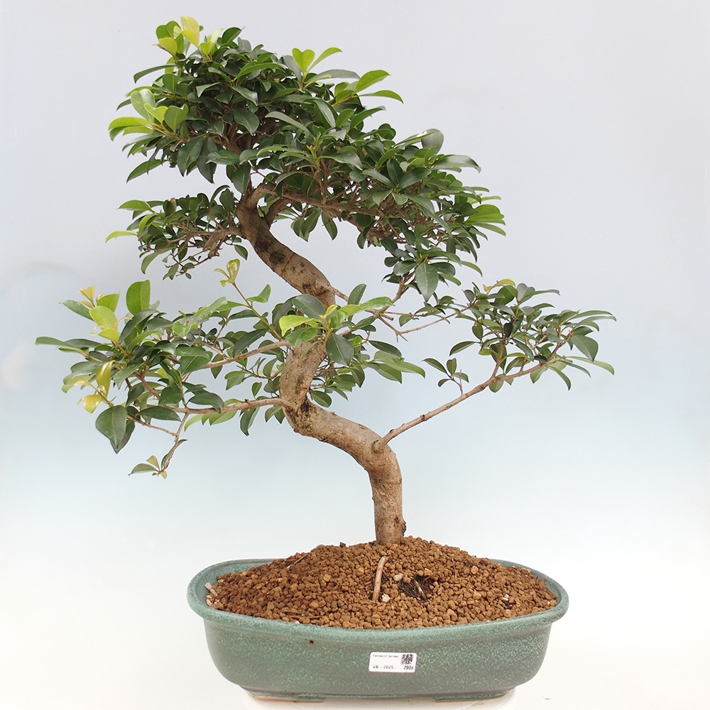 Bonsai pokojowe - Wiśnia australijska - Eugenia uniflora - WYŁĄCZNIE ODBIÓR OSOBISTY lub transport paletowy