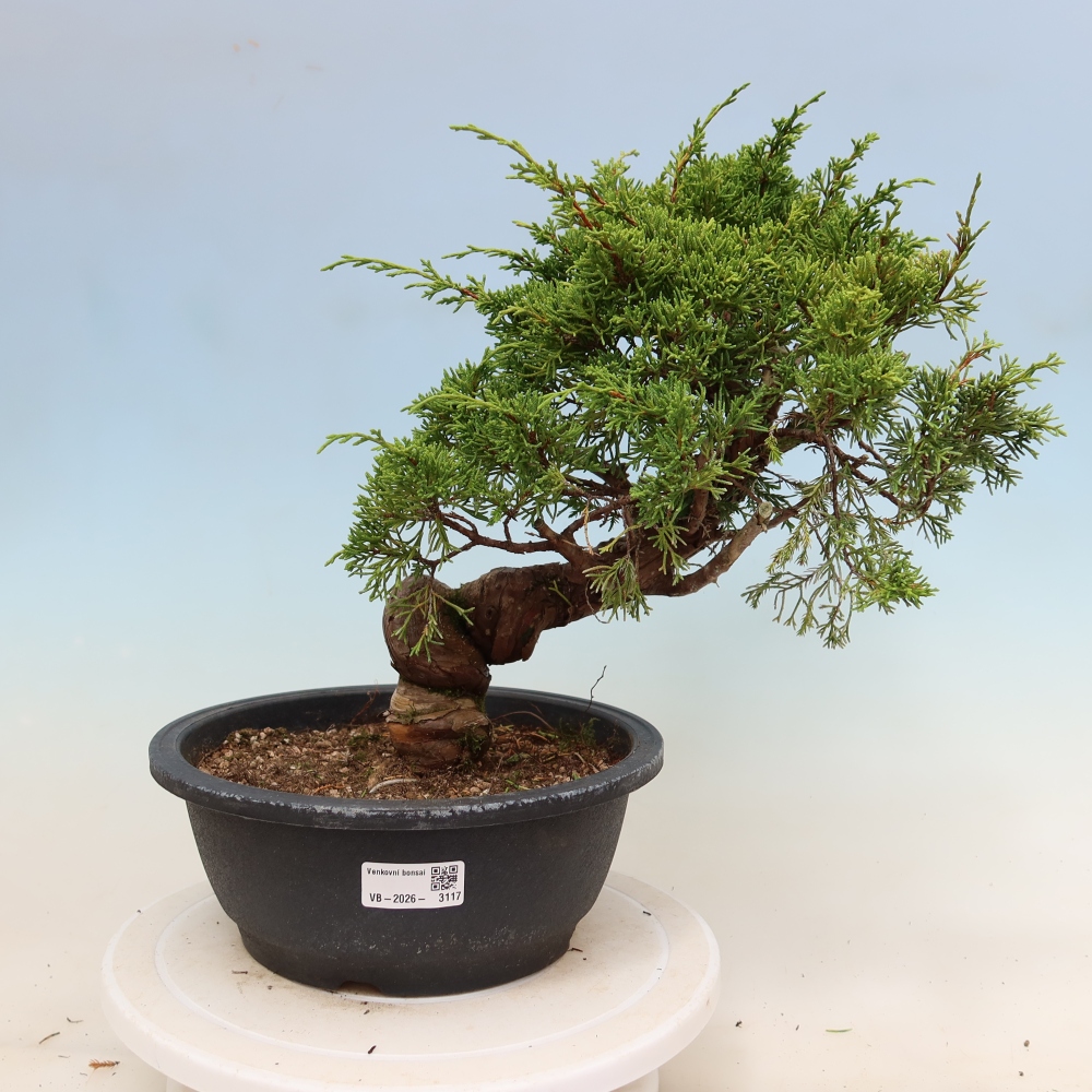 Bonsai ogrodowe – Juniperus chinensis Itoigawa – jałowiec chiński