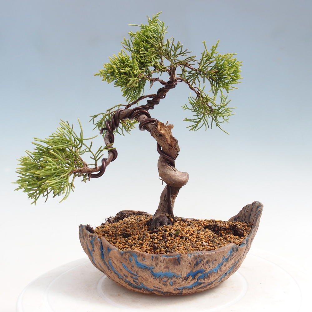 Outdoor bonsai - Juniperus chinensis Kishu