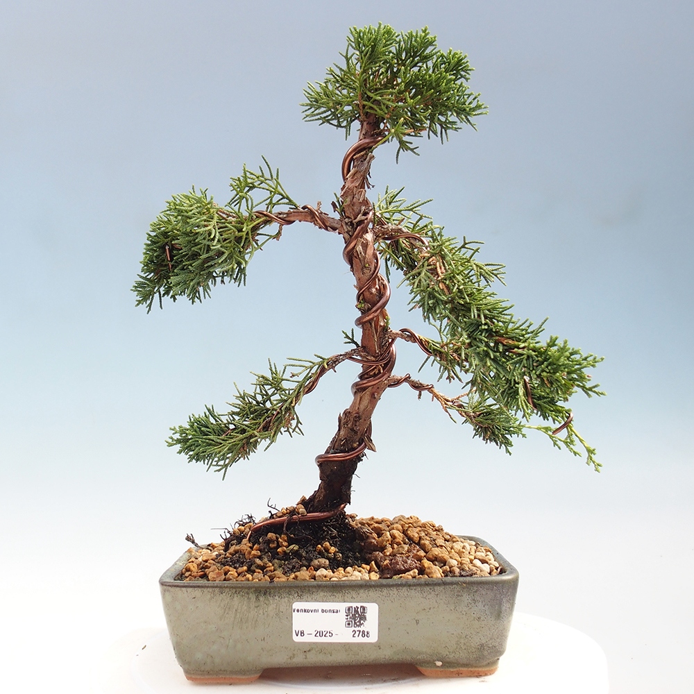 Bonsai zewnętrzne - Juniperus chinensis Kishu - Jałowiec chiński