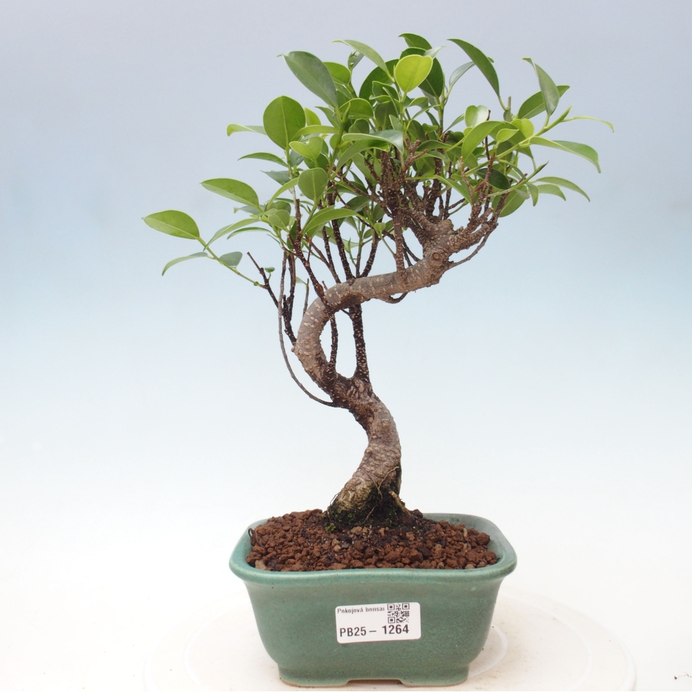 Indoor bonsai - Ficus retusa - figowiec drobnolistny
