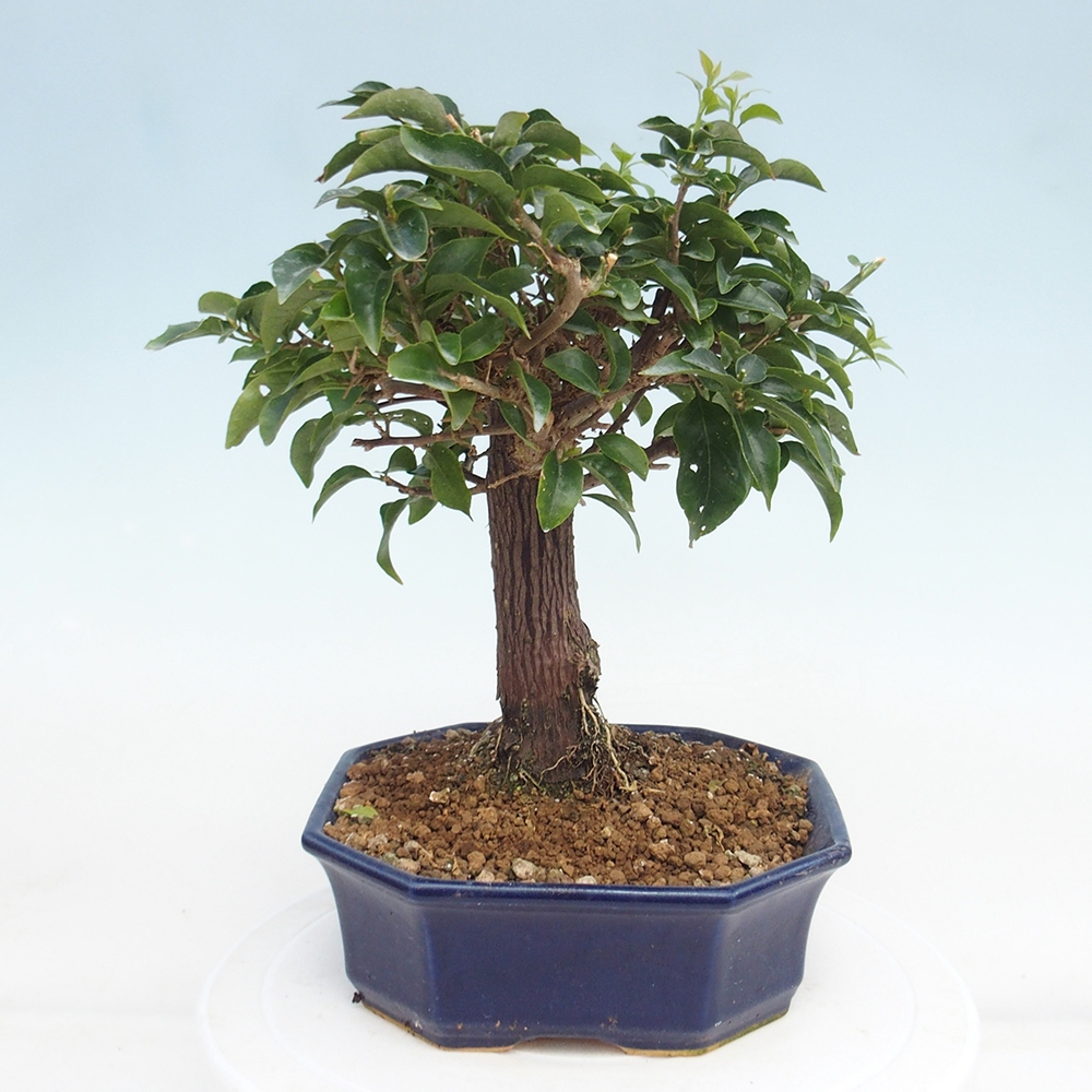 Pokój bonsai - Bouganwilea