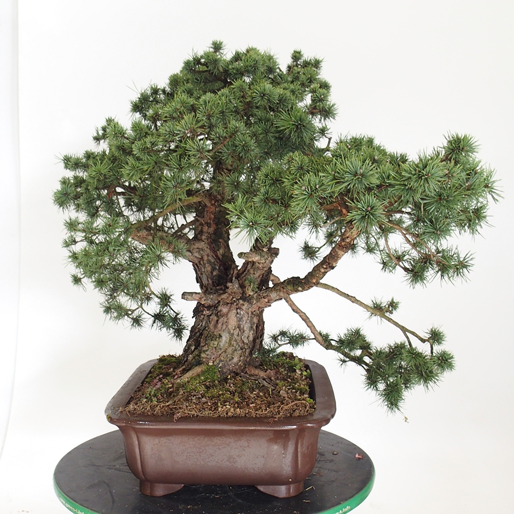 Yamadori - Pinus sylvestris Hiszpania