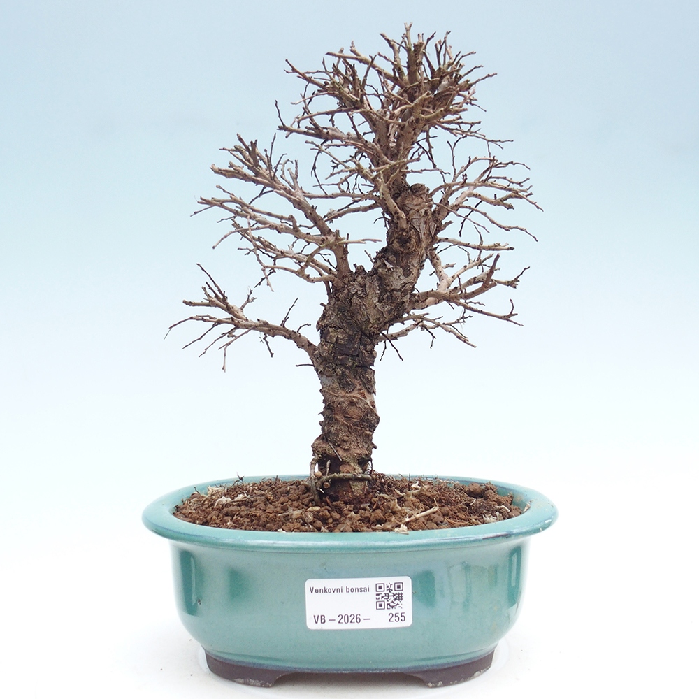 Bonsai zewnętrzne - Zelkova - Zelkova NIRE