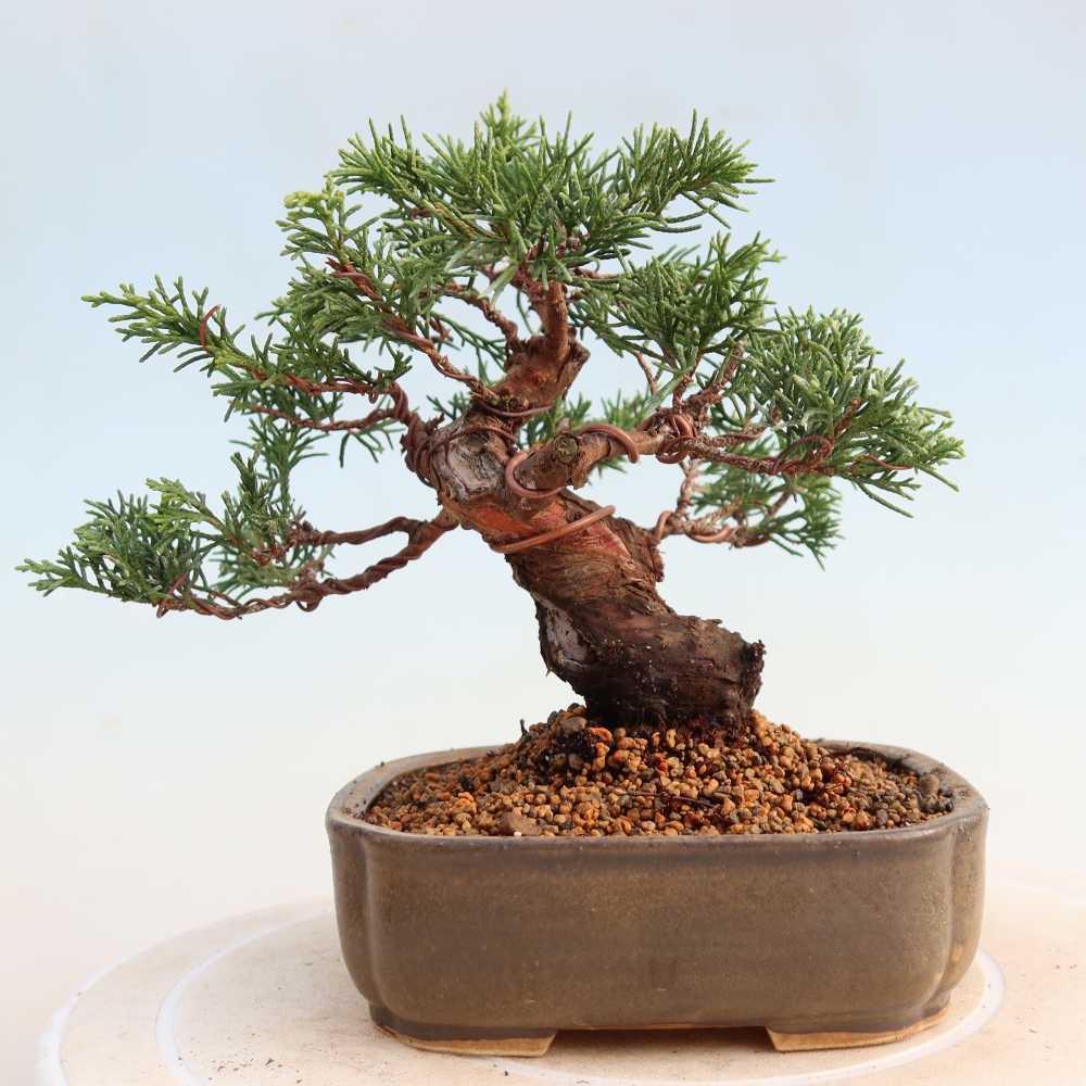 Outdoor bonsai - Juniperus chinensis Itoigawa - Jałowiec chiński