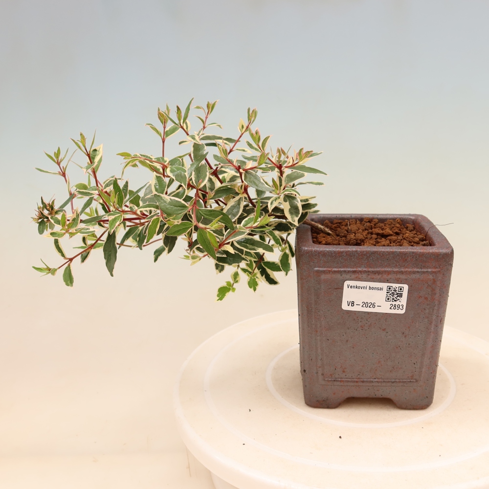 Bonsai ogrodowe – Abelia gr. Confetti – Abelia wielkokwiatowa