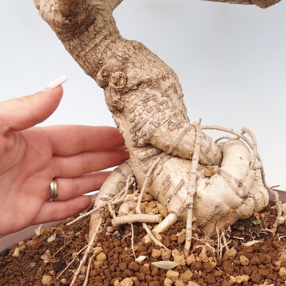 Bonsai zewnętrzne - Vistaria - Wisteria