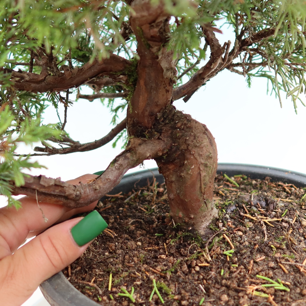 Bonsai ogrodowe – Juniperus chinensis Itoigawa – jałowiec chiński