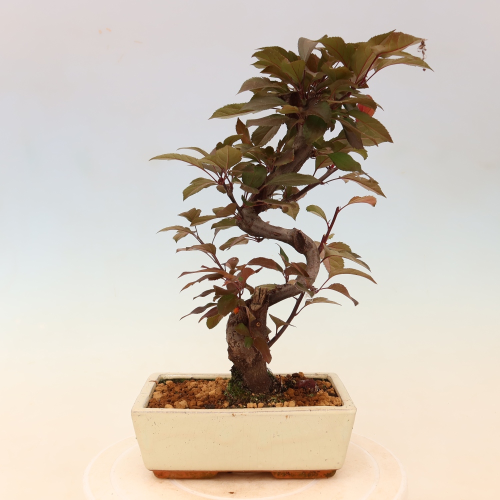 Outdoor bonsai - Malus domestica - Jabłoń czerwonolistna o małych owocach